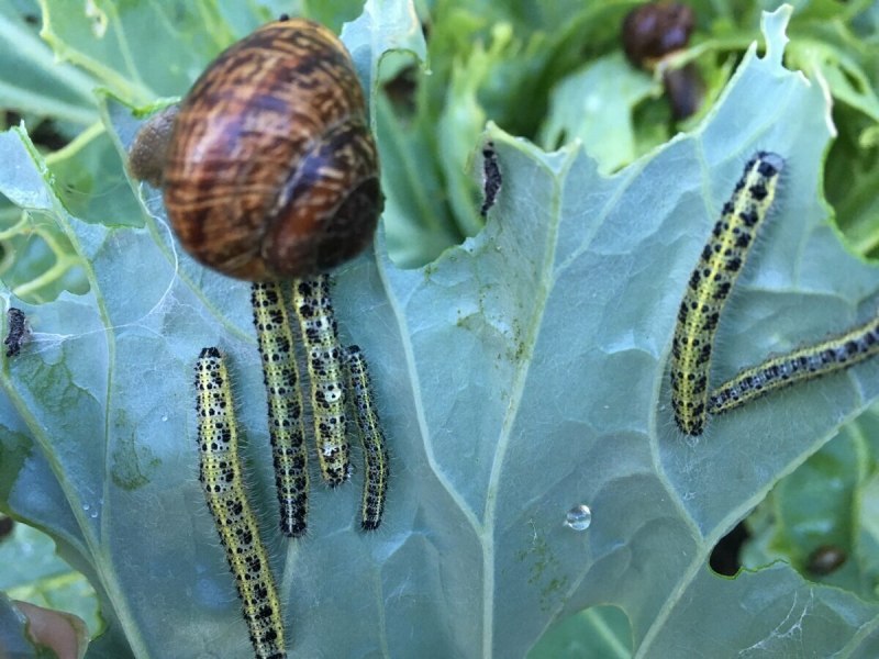 Myzus Cerasi