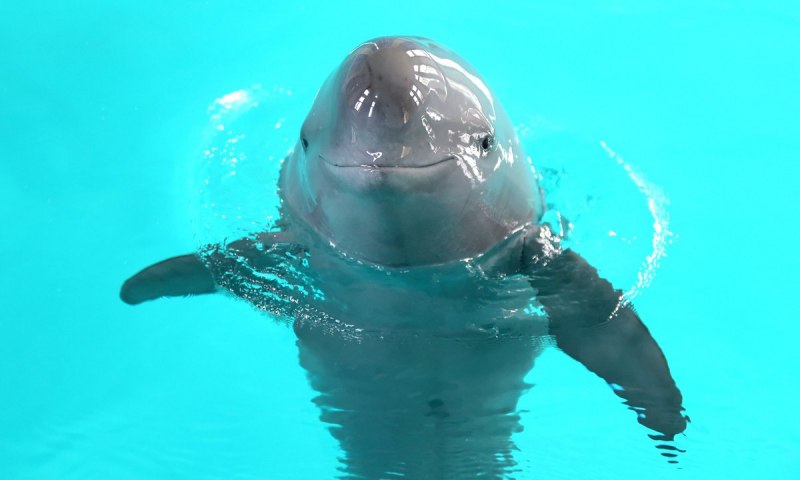 Yangtze Finless Porpoise