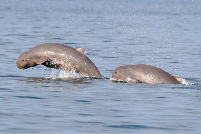 Калифорнийская морская свинья
