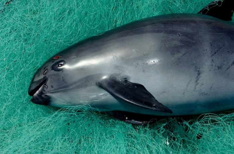 Калифорнийская морская свинья (Vaquita)