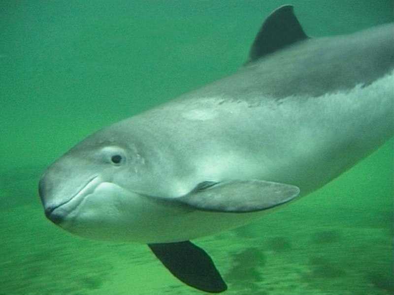 Эмираты беспёрая морская свинья