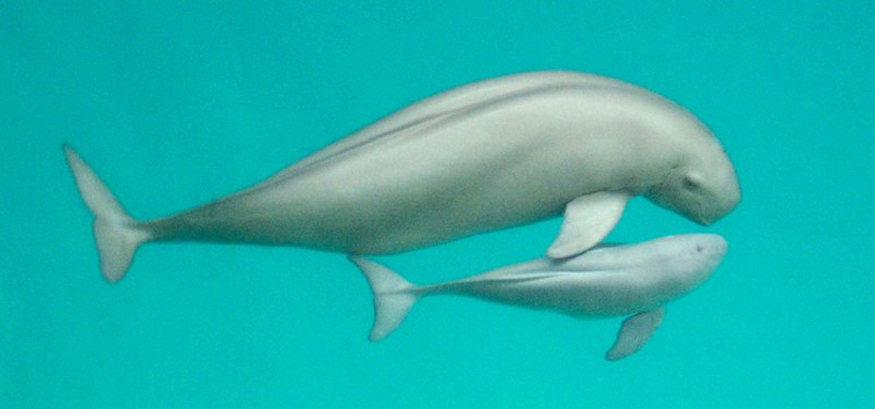 Калифорнийская морская свинья