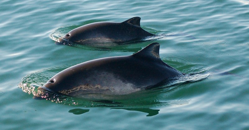 Vaquita Marina