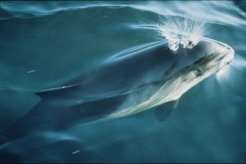 Indo-Pacific Finless Porpoise Neophocaena phocaenoides беспёрая морская свинья