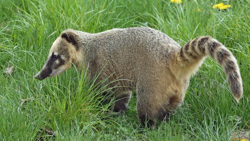 Североамериканский коати