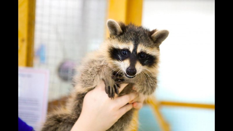 Енот коати