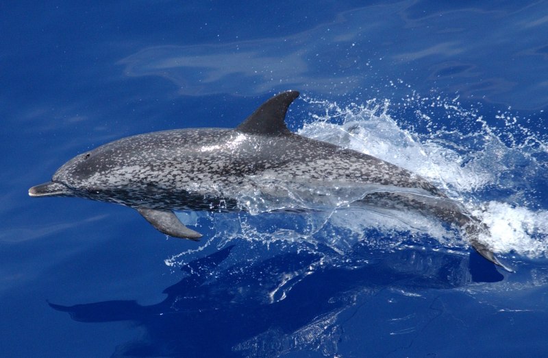 Узкорылый дельфин (65 фото)