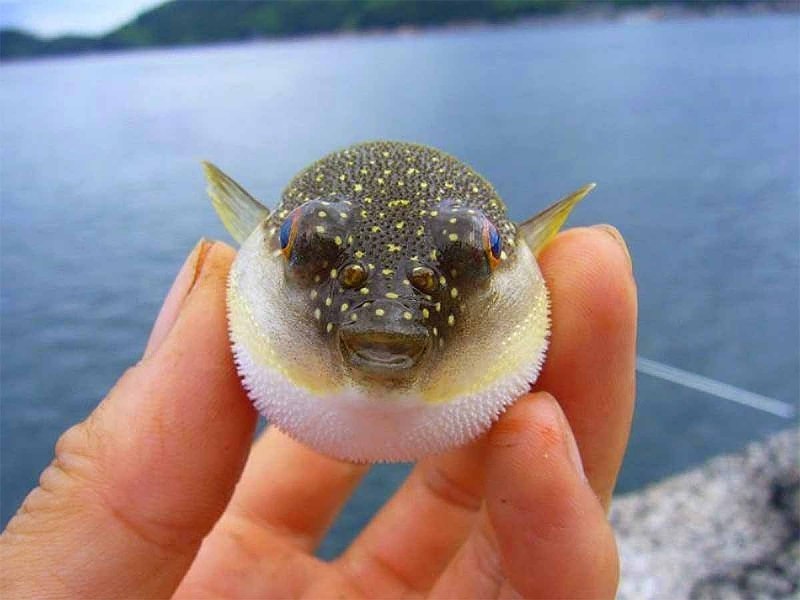 Diodon holocanthus
