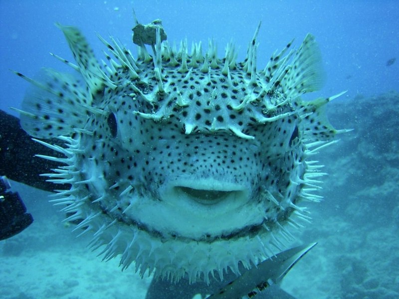 Blowfish рыба