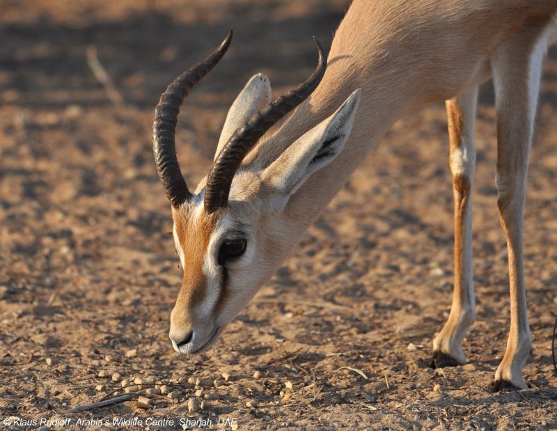 Gazelle животное