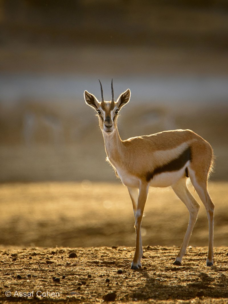 Gazelle животное