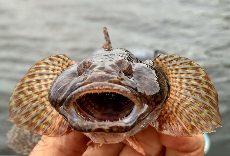 Рыба бычок морской