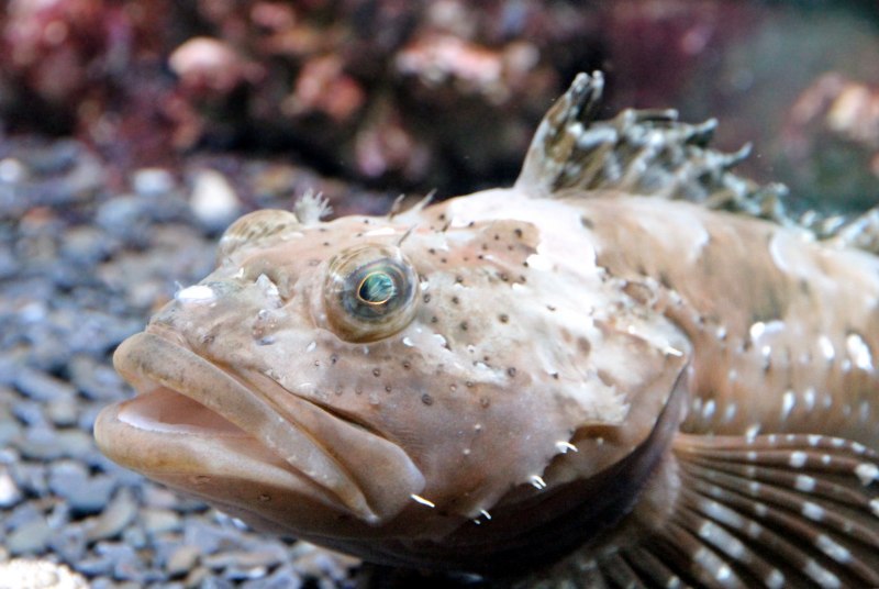 Бычок-кругляк (Neogobius melanostomus)