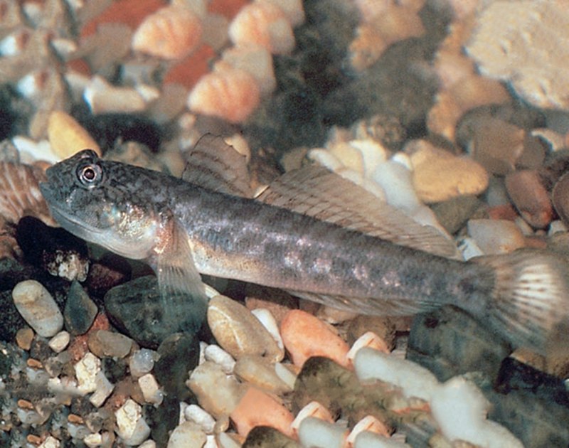 Бычок - Gobius Cobitis