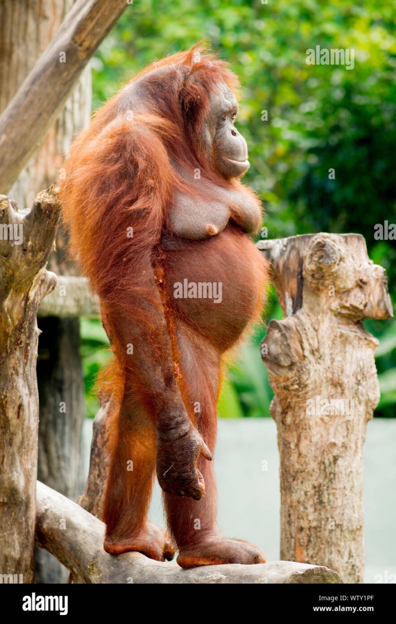 Беременный орангутанг (49 фото)