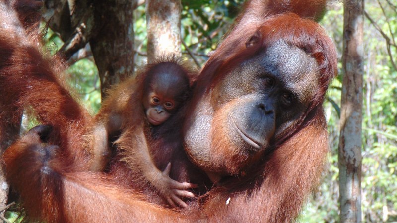 Borean Orangutan фото