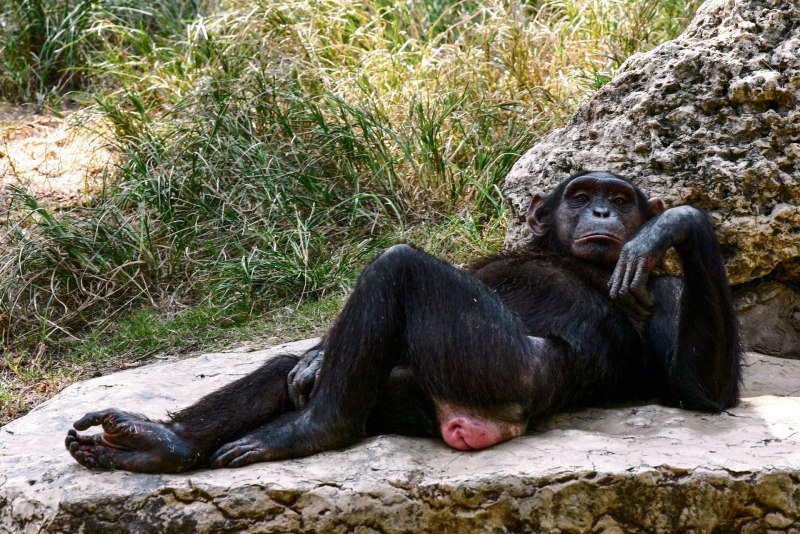 Orangutan мама в Британии новорожденный