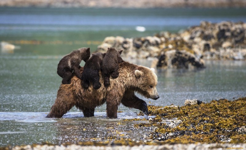 Бурый медведь байкал (54 фото)