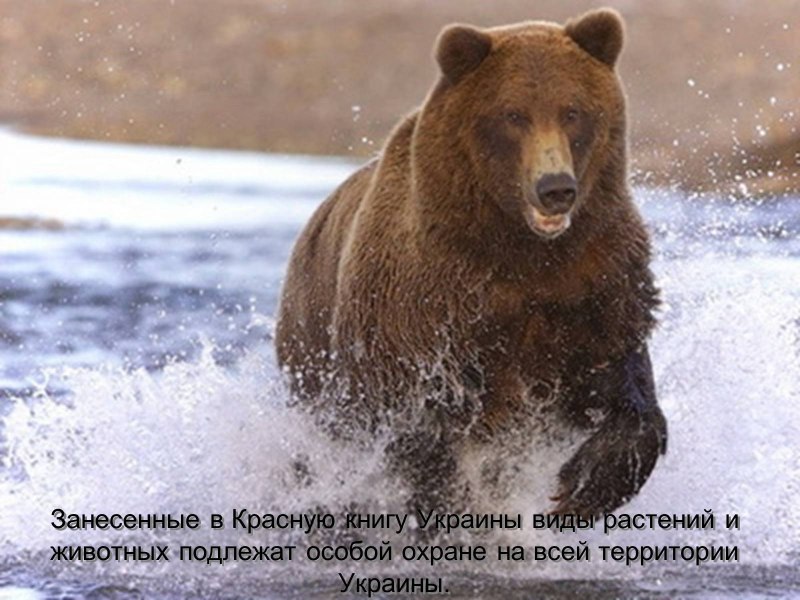 Кроноцкий заповедник бурый медведь