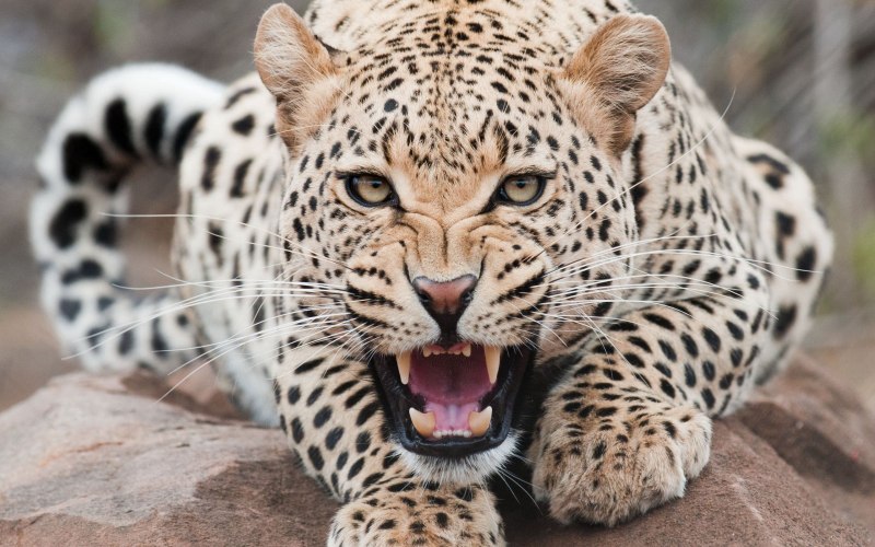 Panthera Tigris sondaica