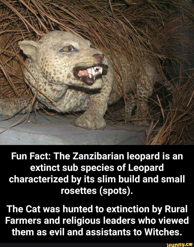 Занзибарский Даман.