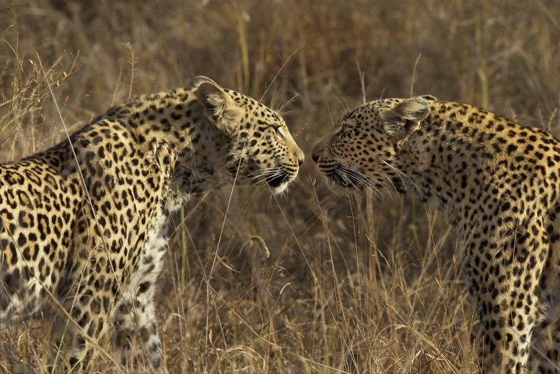 Panthera pardus (Leopard)