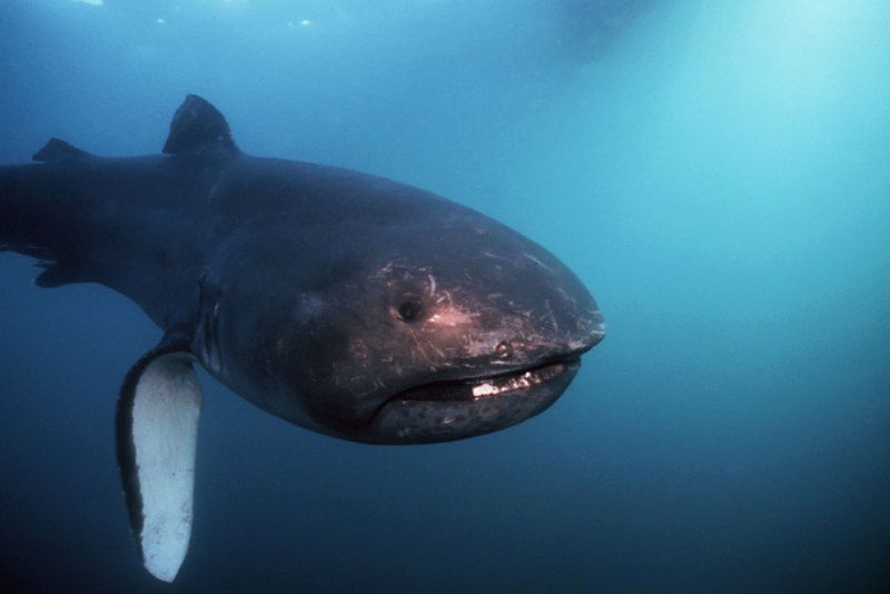 Пелагическая большеротая акула (65 фото)