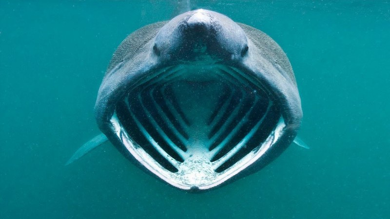 Hexanchus griseus