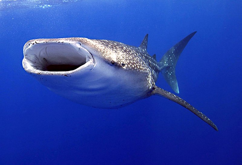Гигантская акула Cetorhinus Maximus