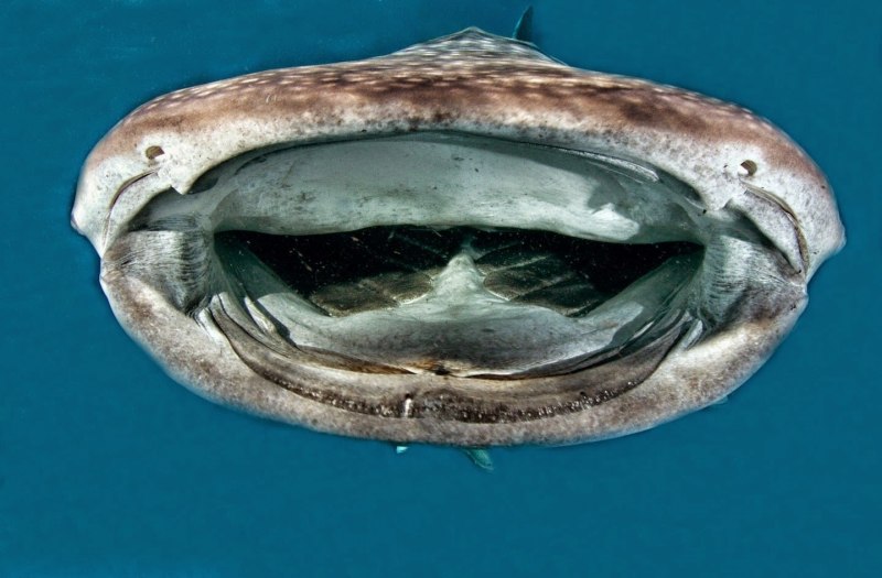 Гигантская акула Cetorhinus Maximus