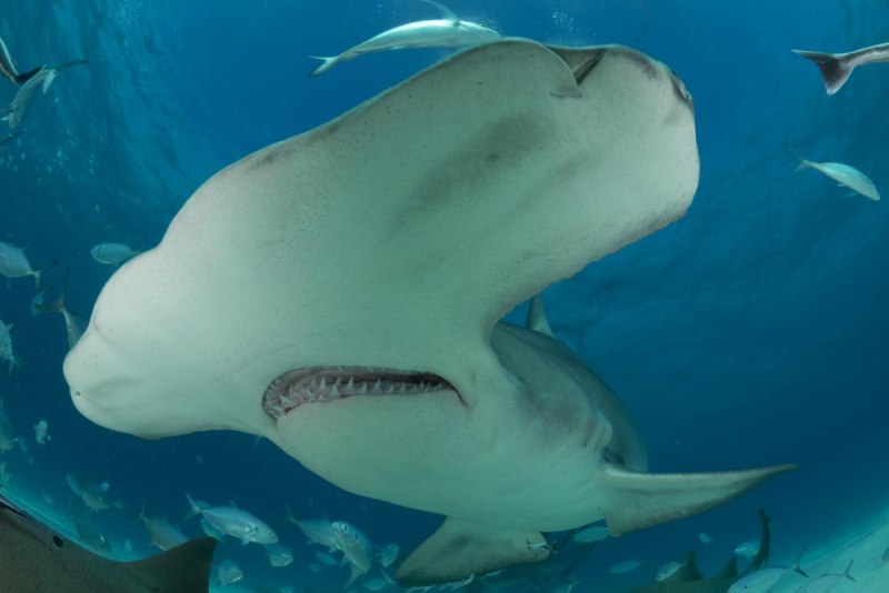 Гигантская акула Cetorhinus Maximus