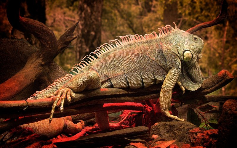 Игуана (Iguana Iguana