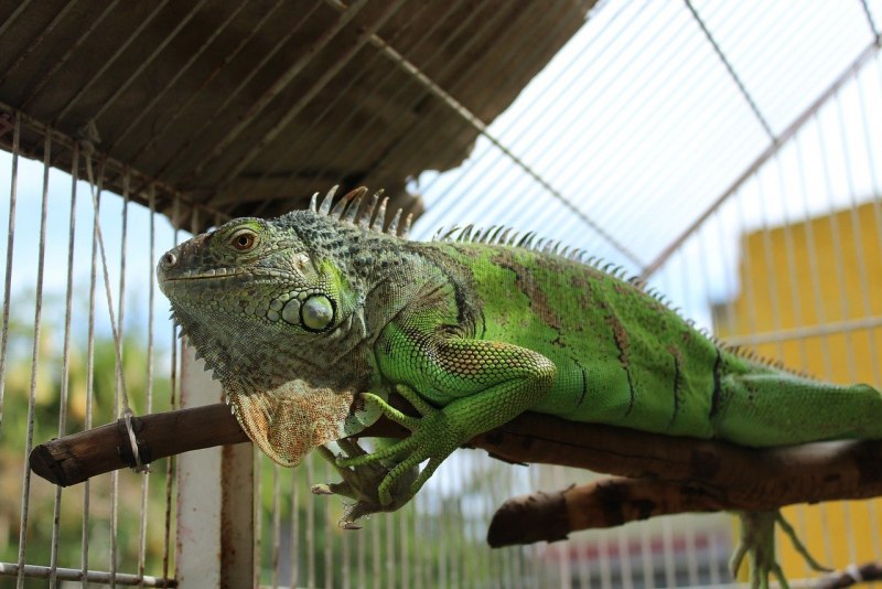 Игуана (Iguana Iguana