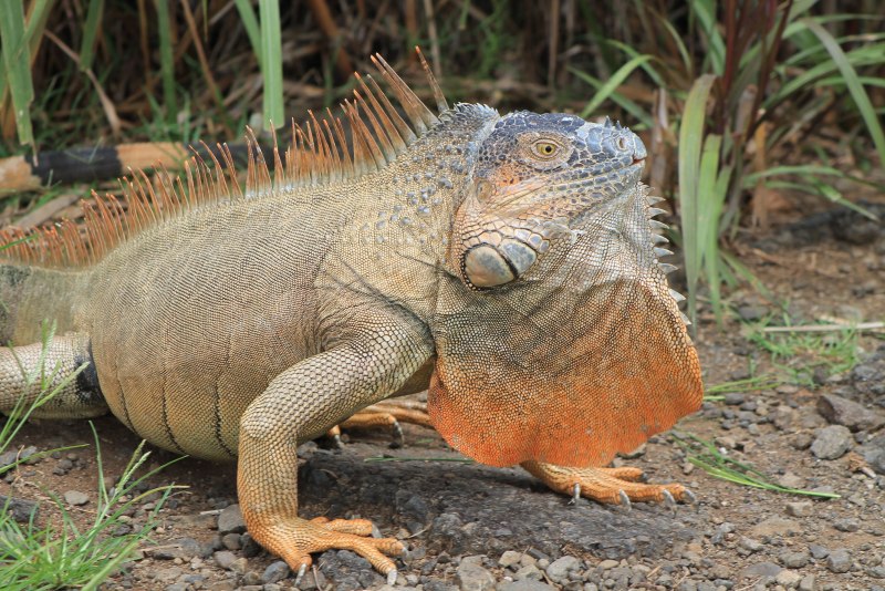 Игуана красная (Iguana Iguana)