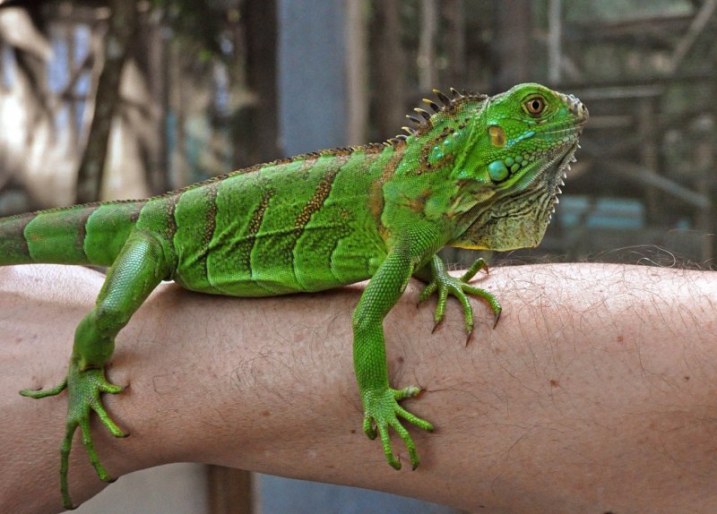 Зеленая игуана (Iguana Iguana)