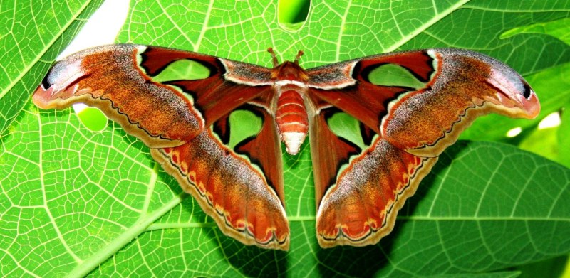 Индийский шелкопряд бабочка (67 фото)