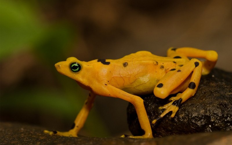 Золотая Мантелла Mantella aurantiaca