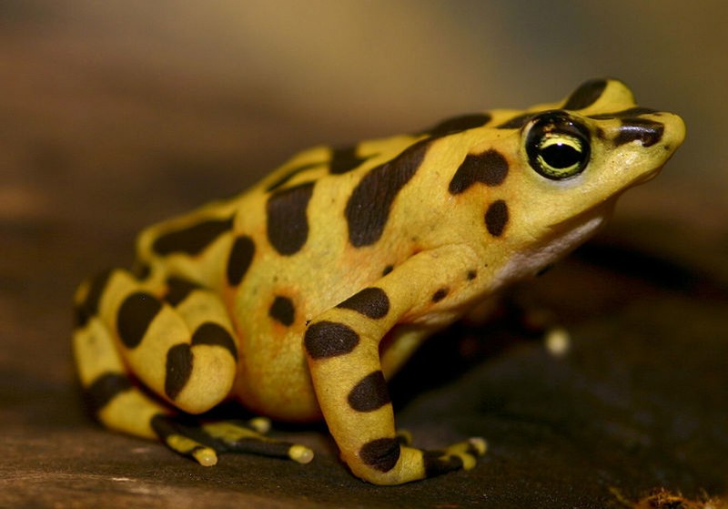 Ужасный листолаз (phyllobates terribilis)