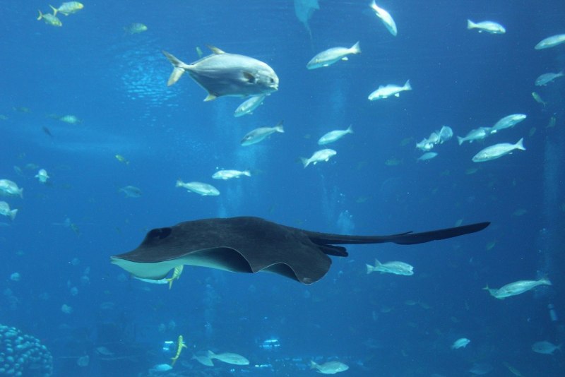 Cirrhitichthys bleekeri