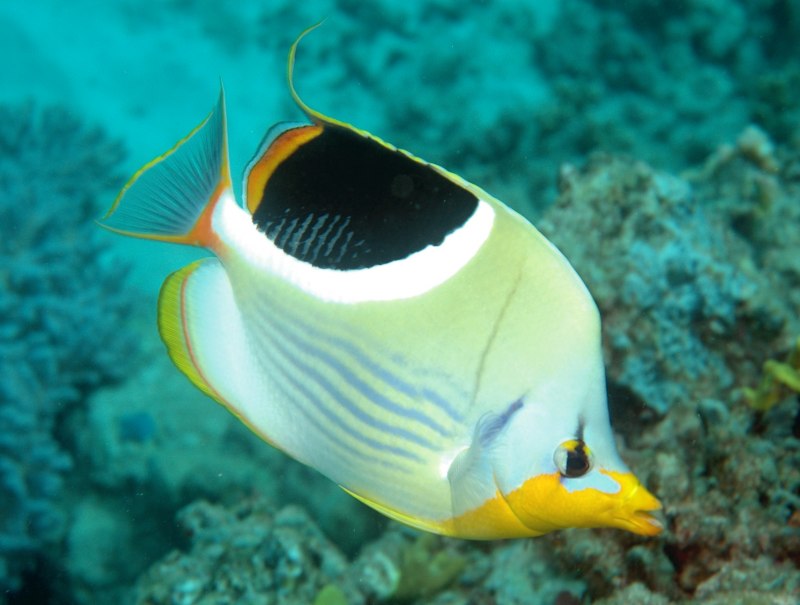 Chaetodon paucifasciatus