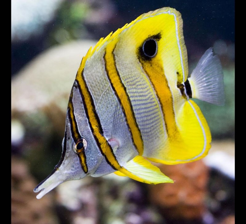 Chaetodon burgessi