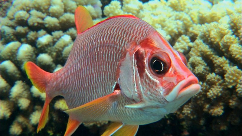 Chaetodon citrinellus (бабочка лимонная)
