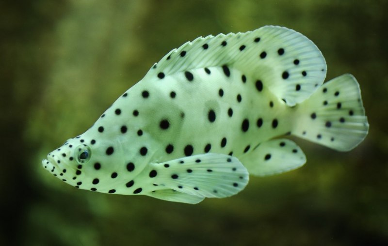 Chaetodon Auriga