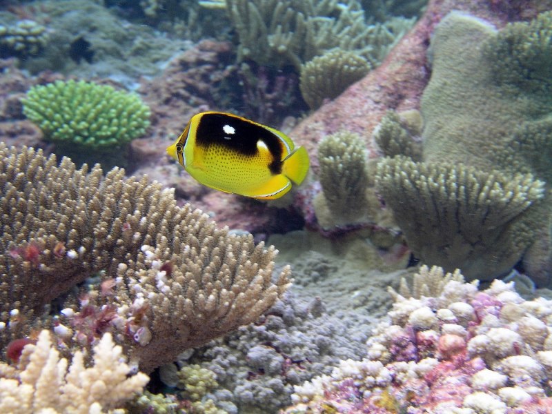 Chaetodon Auriga