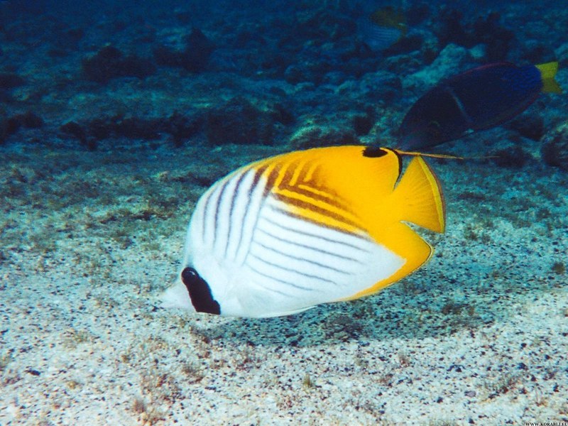Бабочка Филиппинская, m /Chaetodon xanthurus