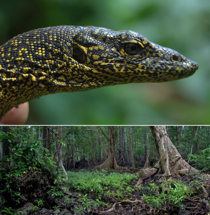 Варан Varanus bitatawa