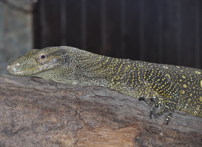 Varanus ornatus