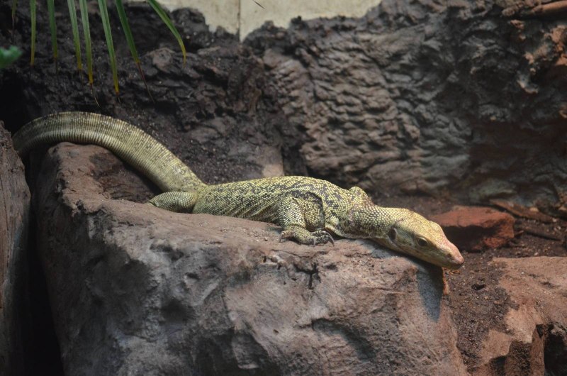 Varanus melinus