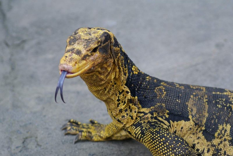 Varanus spinulosus