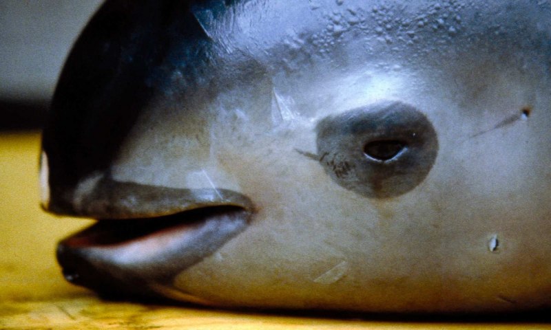 Orcinus citoniensis